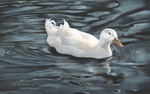 Aylesbury duck for sale